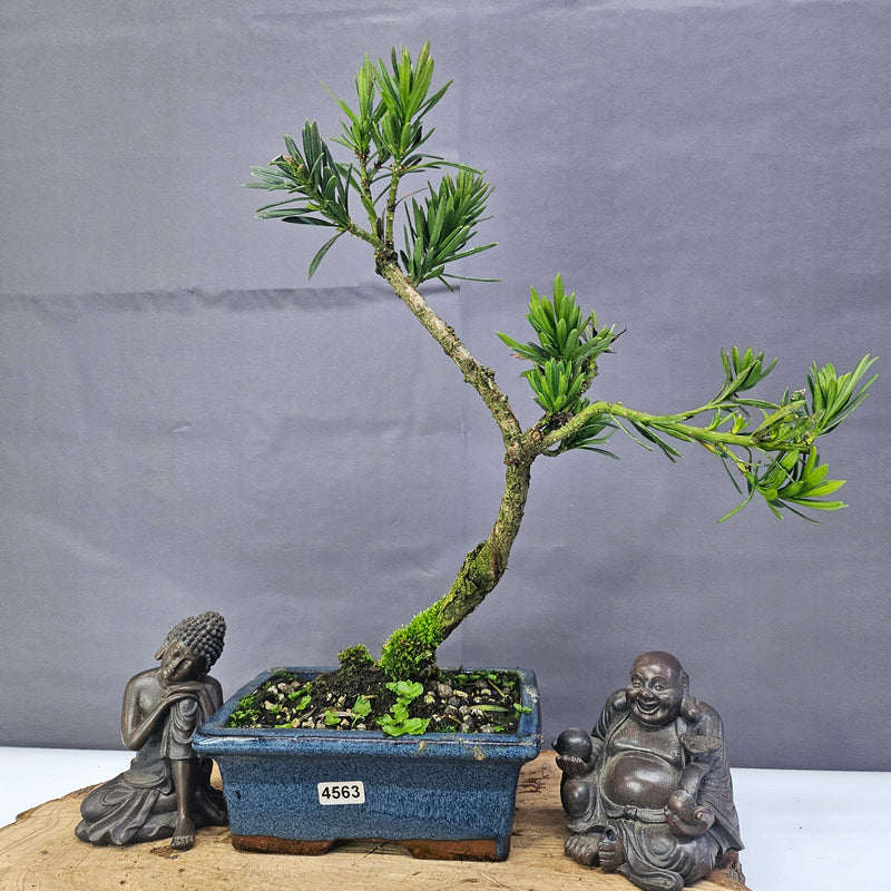 Clearance: Buddhist Pine (Podocarpus Micro) Bonsai Tree | Shaped | In 15cm Pot