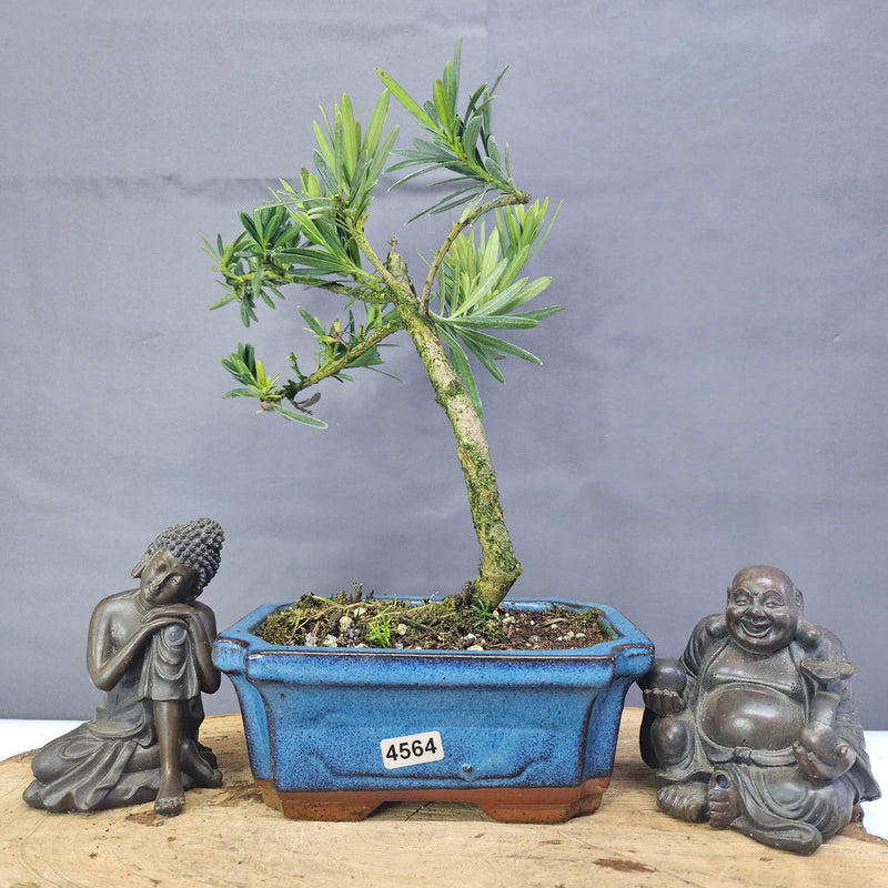 Clearance: Buddhist Pine (Podocarpus Micro) Bonsai Tree | Shaped | In 15cm Pot