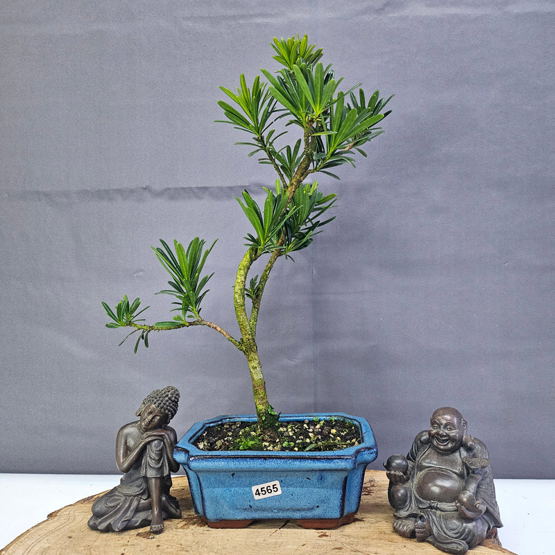 Clearance: Buddhist Pine (Podocarpus Micro) Bonsai Tree | Shaped | In 15cm Pot