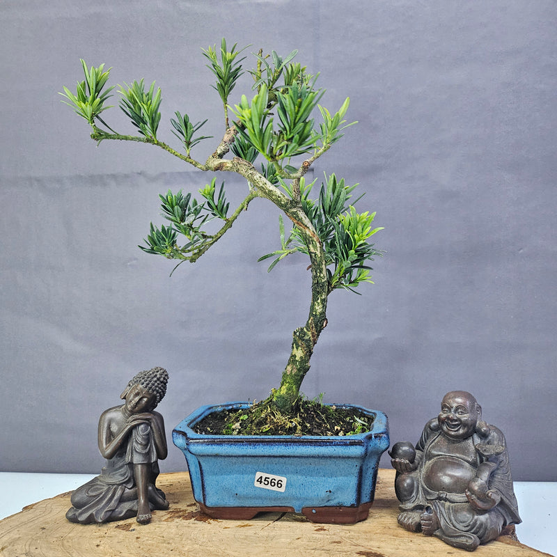 Clearance: Buddhist Pine (Podocarpus Micro) Bonsai Tree | Shaped | In 15cm Pot