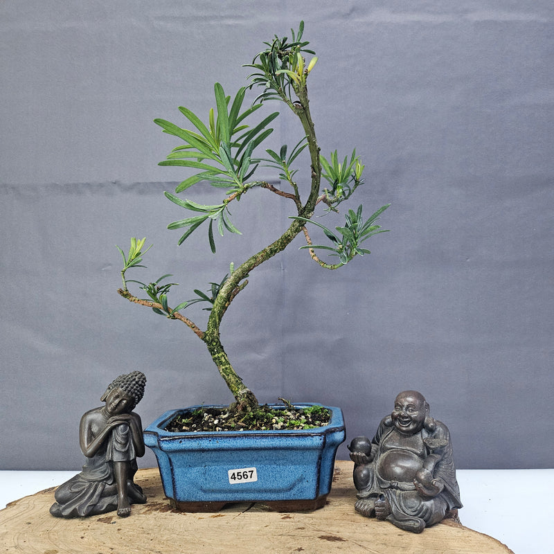 Clearance: Buddhist Pine (Podocarpus Micro) Bonsai Tree | Shaped | In 15cm Pot