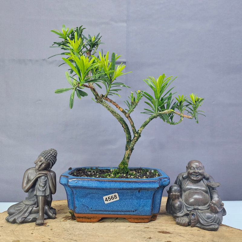 Clearance: Buddhist Pine (Podocarpus Micro) Bonsai Tree | Shaped | In 15cm Pot