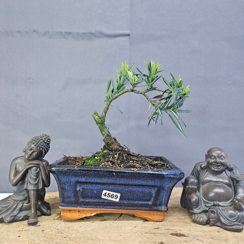 Clearance: Buddhist Pine (Podocarpus Micro) Bonsai Tree | Shaped | In 15cm Pot