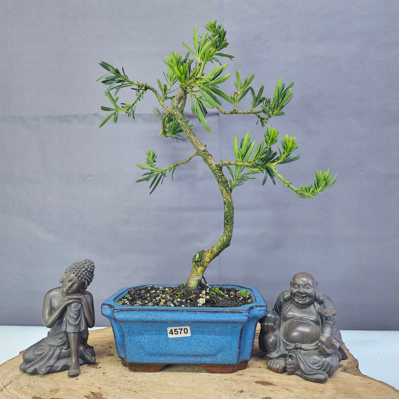 Clearance: Buddhist Pine (Podocarpus Micro) Bonsai Tree | Shaped | In 15cm Pot