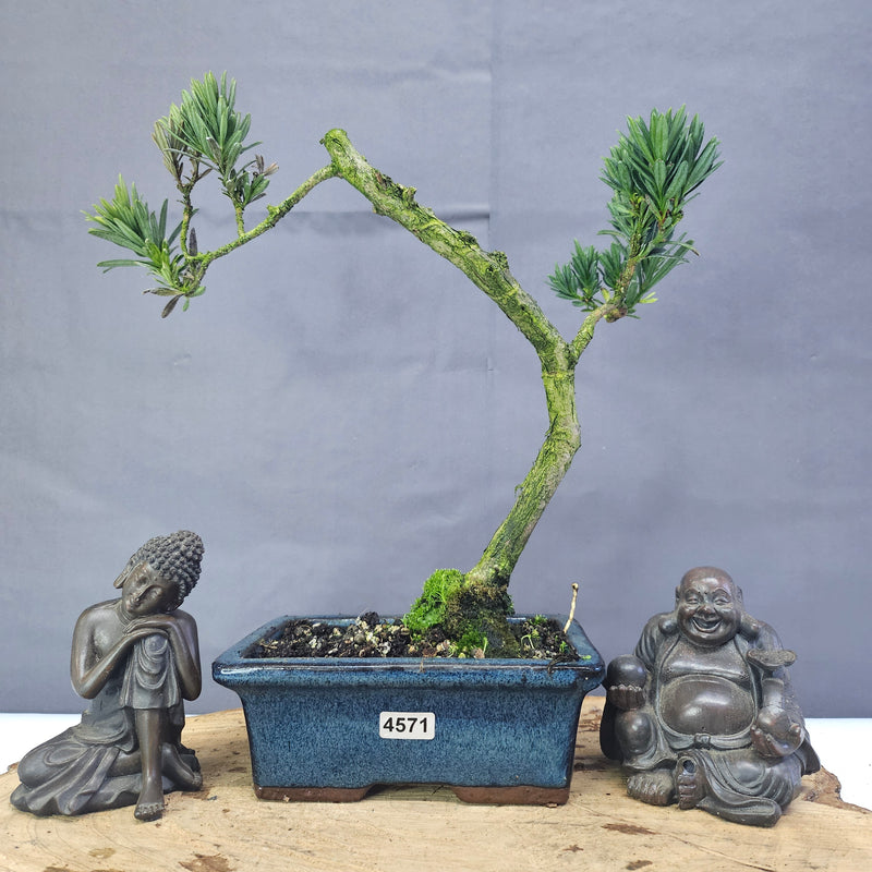 Clearance: Buddhist Pine (Podocarpus Micro) Bonsai Tree | Shaped | In 15cm Pot