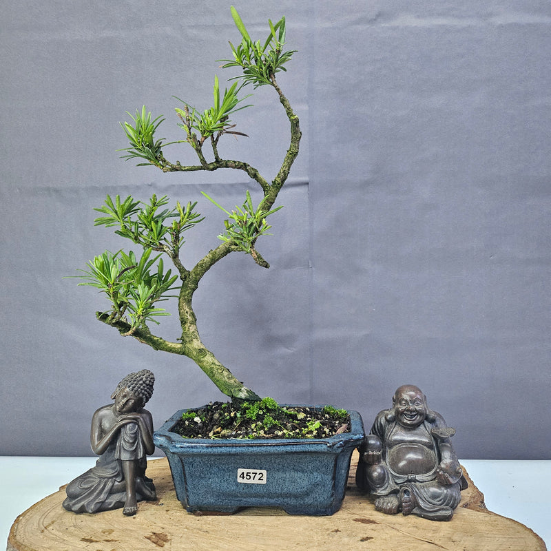 Clearance: Buddhist Pine (Podocarpus Micro) Bonsai Tree | Shaped | In 15cm Pot