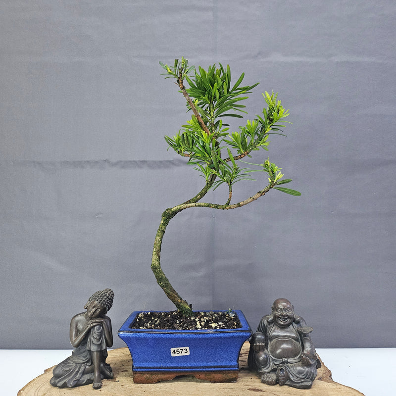 Clearance: Buddhist Pine (Podocarpus Micro) Bonsai Tree | Shaped | In 15cm Pot