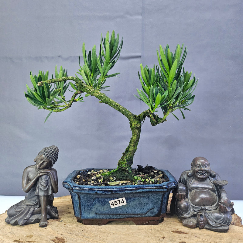 Clearance: Buddhist Pine (Podocarpus Micro) Bonsai Tree | Shaped | In 15cm Pot