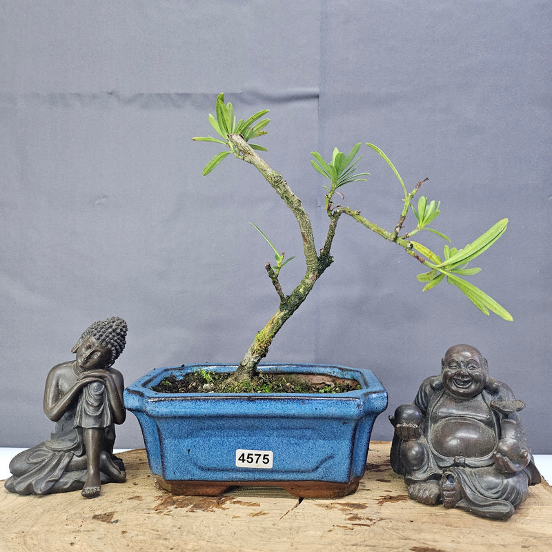 Clearance: Buddhist Pine (Podocarpus Micro) Bonsai Tree | Shaped | In 15cm Pot