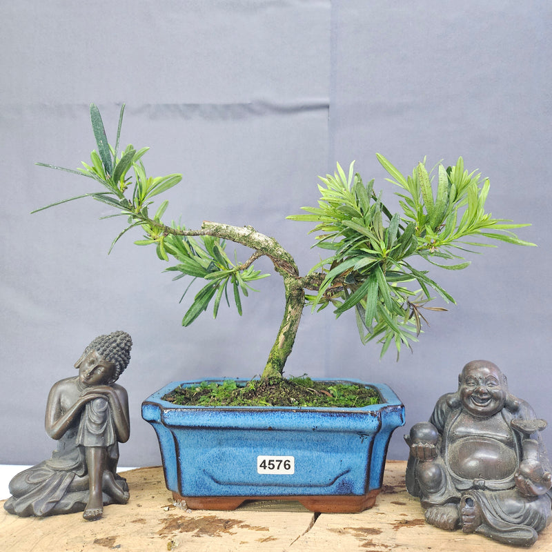 Clearance: Buddhist Pine (Podocarpus Micro) Bonsai Tree | Shaped | In 15cm Pot