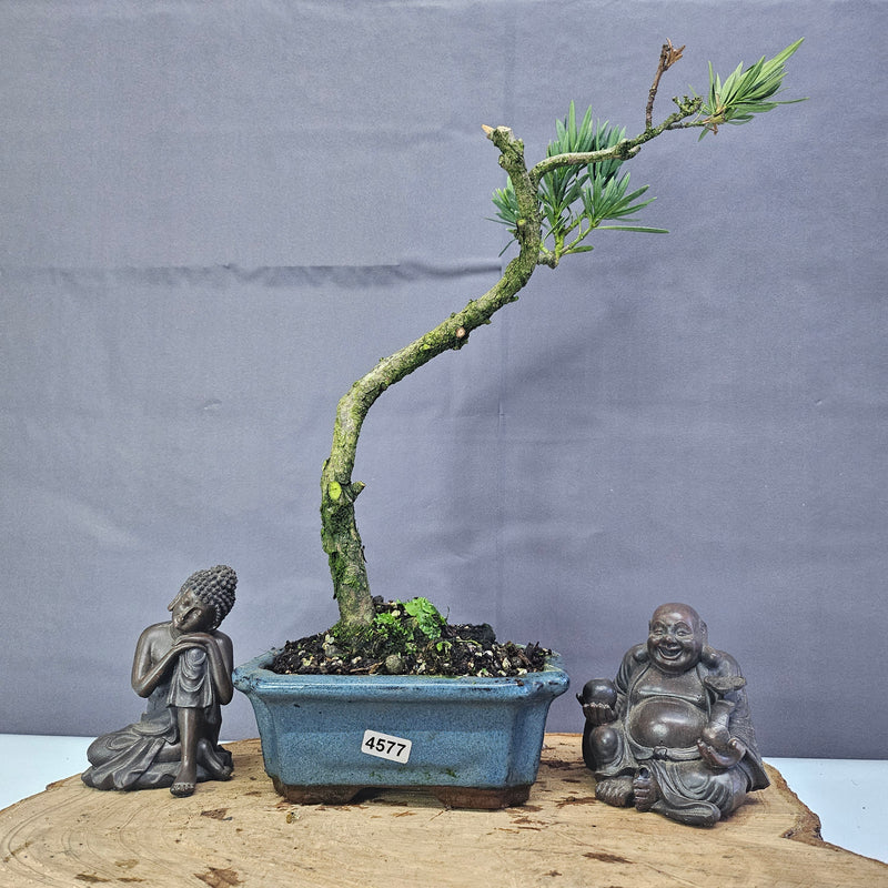 Clearance: Buddhist Pine (Podocarpus Micro) Bonsai Tree | Shaped | In 15cm Pot