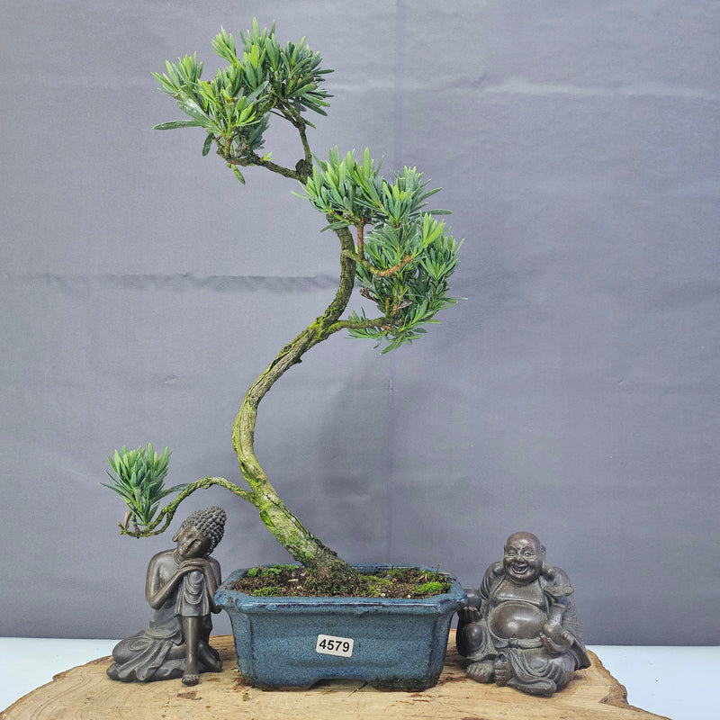 Clearance: Buddhist Pine (Podocarpus Micro) Bonsai Tree | Shaped | In 15cm Pot