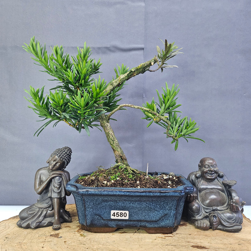 Clearance: Buddhist Pine (Podocarpus Micro) Bonsai Tree | Shaped | In 15cm Pot