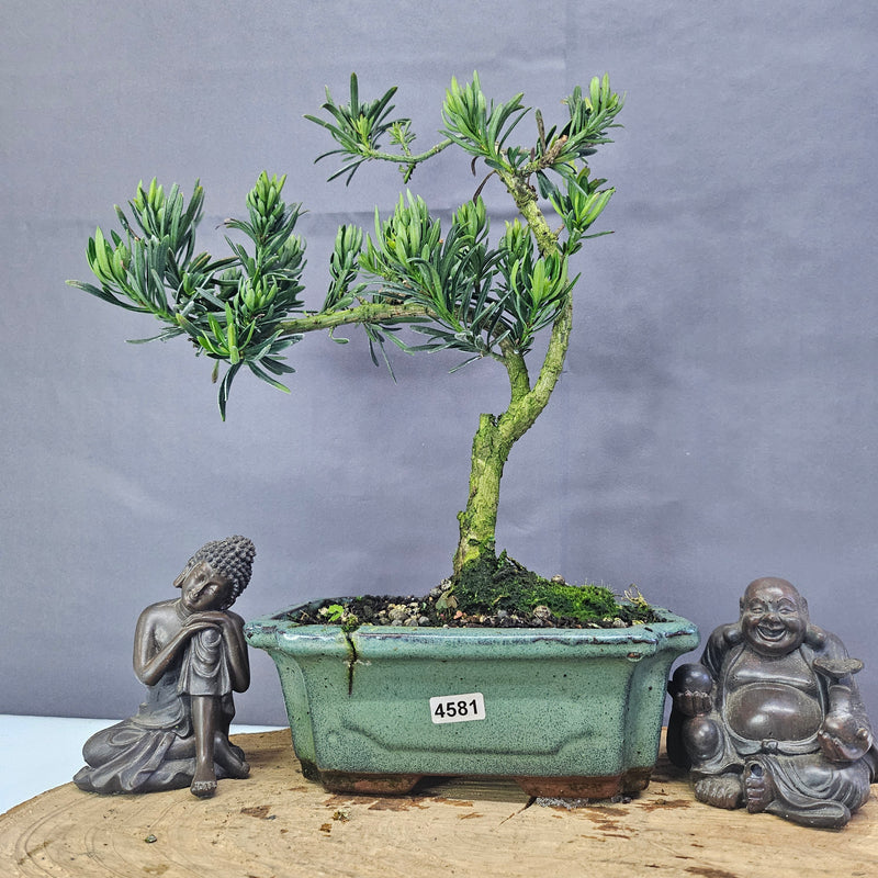 Clearance: Buddhist Pine (Podocarpus Micro) Bonsai Tree | Shaped | In 20cm Pot