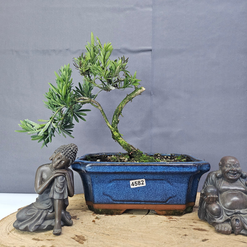 Clearance: Buddhist Pine (Podocarpus Micro) Bonsai Tree | Shaped | In 20cm Pot