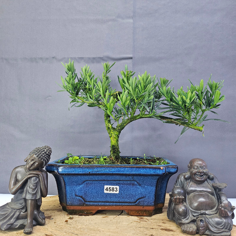 Clearance: Buddhist Pine (Podocarpus Micro) Bonsai Tree | Shaped | In 20cm Pot