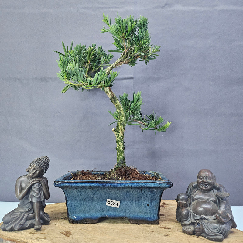 Clearance: Buddhist Pine (Podocarpus Micro) Bonsai Tree | Shaped | In 20cm Pot