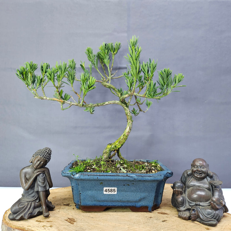 Clearance: Buddhist Pine (Podocarpus Micro) Bonsai Tree | Shaped | In 20cm Pot