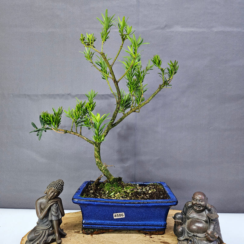 Clearance: Buddhist Pine (Podocarpus Micro) Bonsai Tree | Shaped | In 20cm Pot