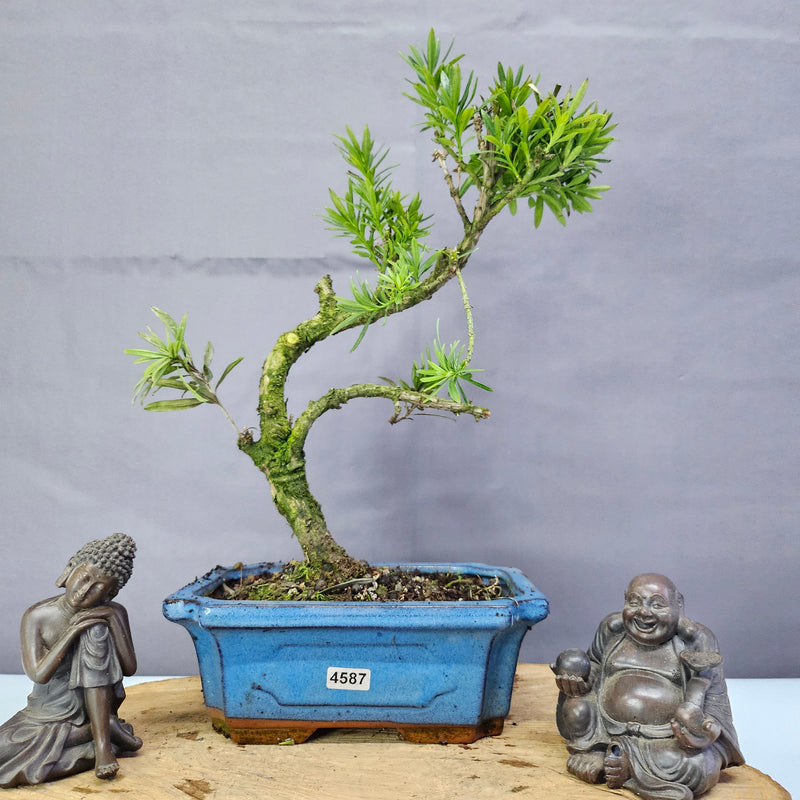 Clearance: Buddhist Pine (Podocarpus Micro) Bonsai Tree | Shaped | In 20cm Pot