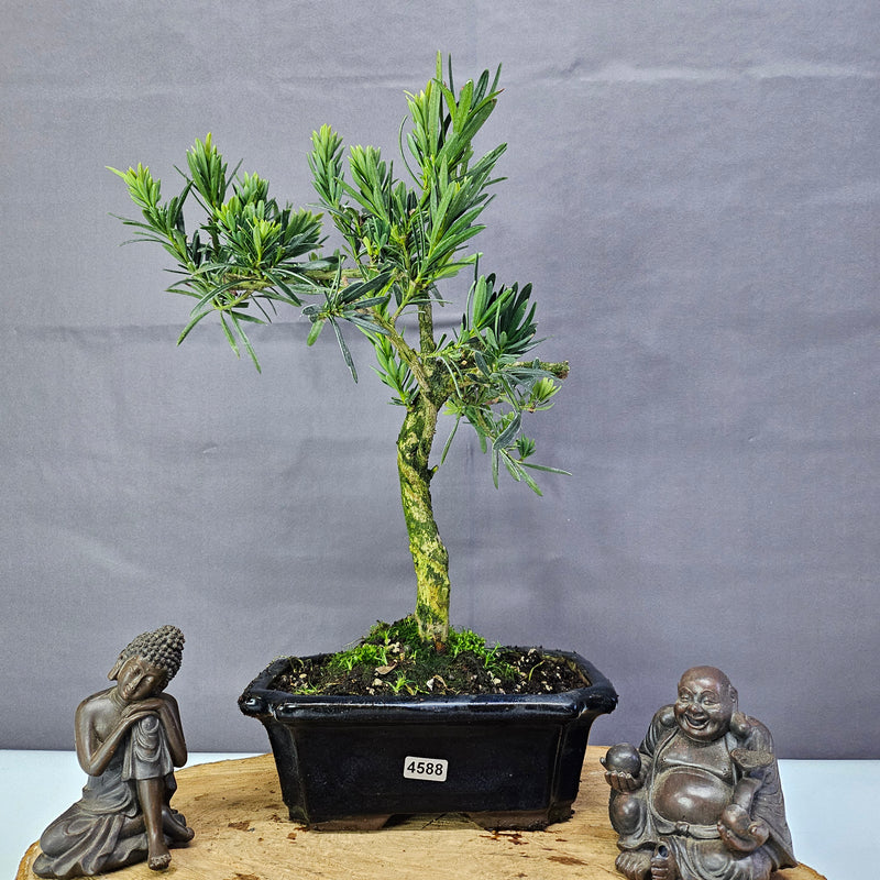 Clearance: Buddhist Pine (Podocarpus Micro) Bonsai Tree | Shaped | In 20cm Pot