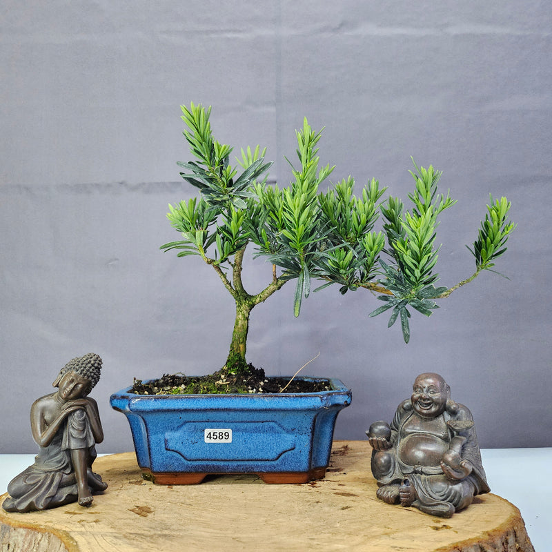 Clearance: Buddhist Pine (Podocarpus Micro) Bonsai Tree | Shaped | In 20cm Pot