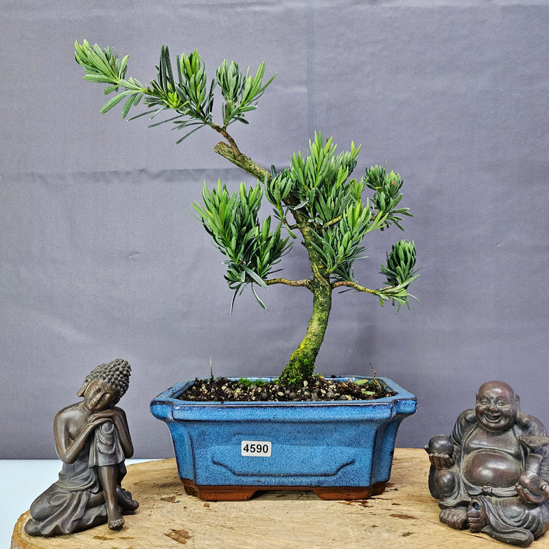 Clearance: Buddhist Pine (Podocarpus Micro) Bonsai Tree | Shaped | In 20cm Pot