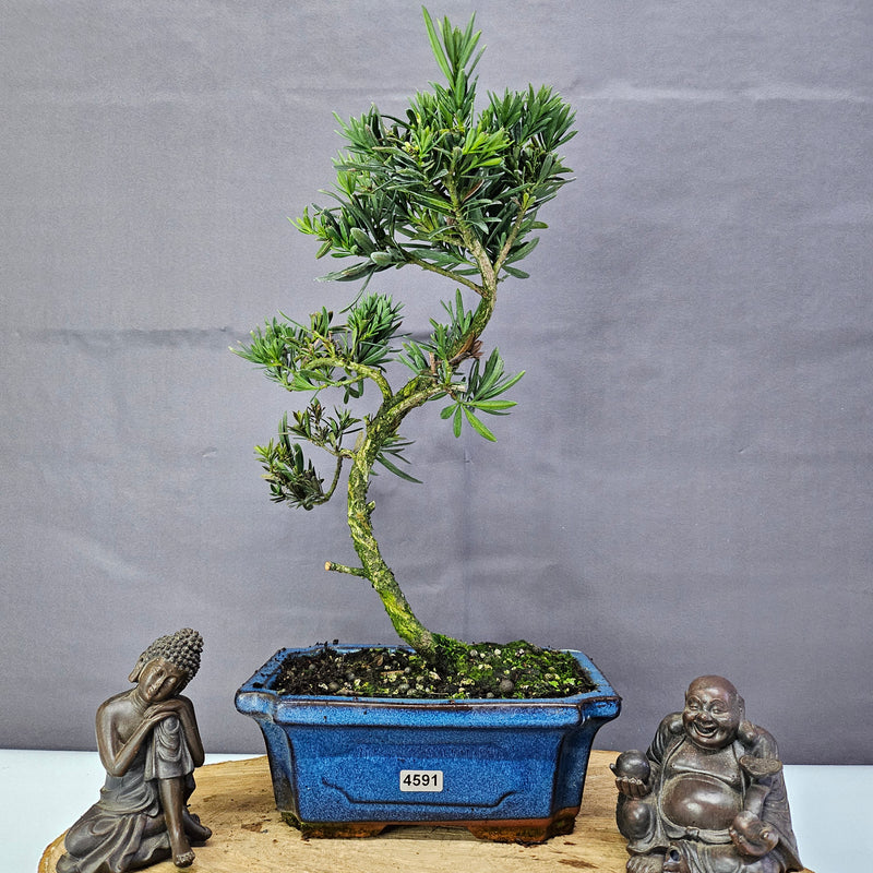 Clearance: Buddhist Pine (Podocarpus Micro) Bonsai Tree | Shaped | In 20cm Pot