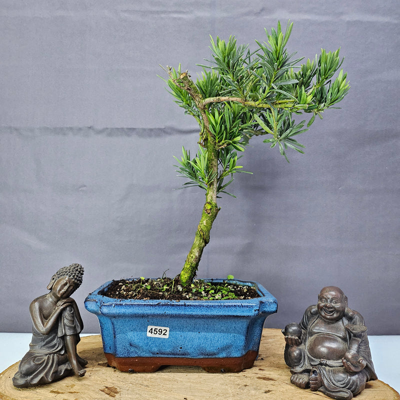 Clearance: Buddhist Pine (Podocarpus Micro) Bonsai Tree | Shaped | In 20cm Pot