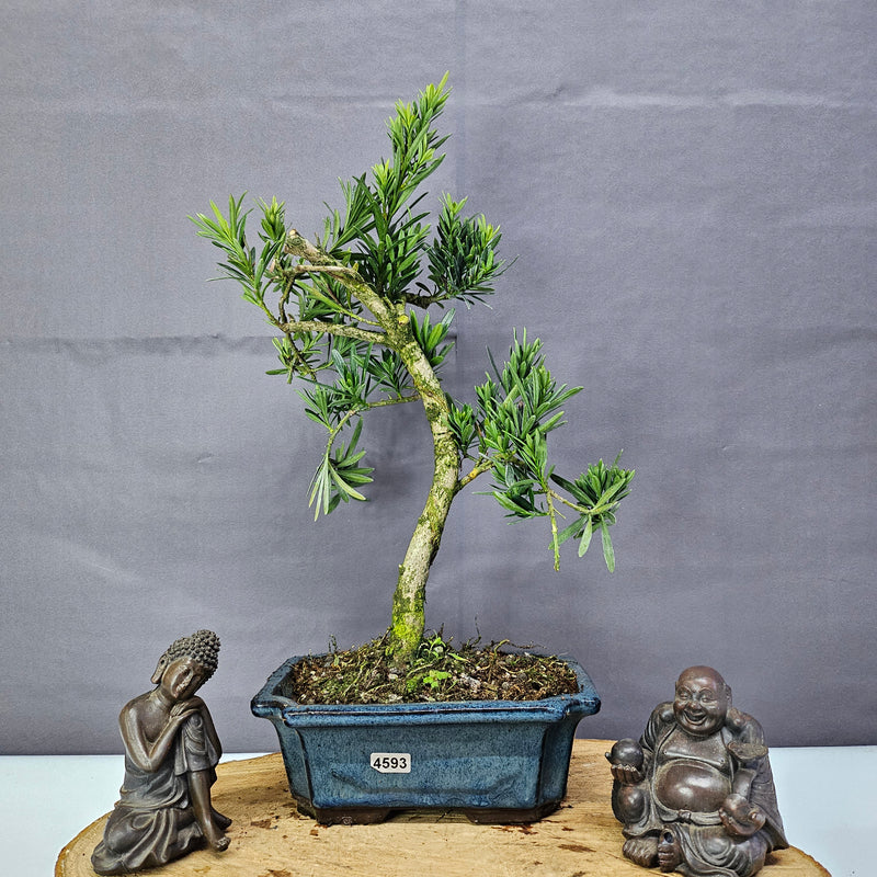 Clearance: Buddhist Pine (Podocarpus Micro) Bonsai Tree | Shaped | In 20cm Pot