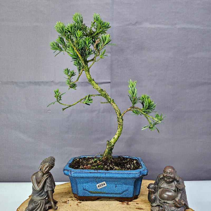 Clearance: Buddhist Pine (Podocarpus Micro) Bonsai Tree | Shaped | In 20cm Pot