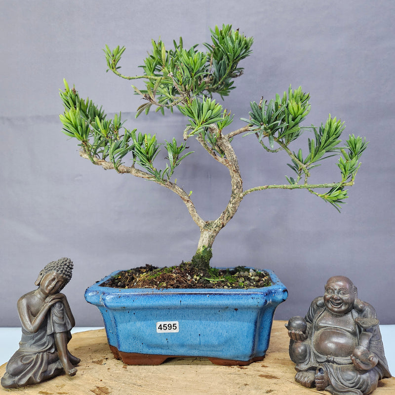 Clearance: Buddhist Pine (Podocarpus Micro) Bonsai Tree | Shaped | In 20cm Pot