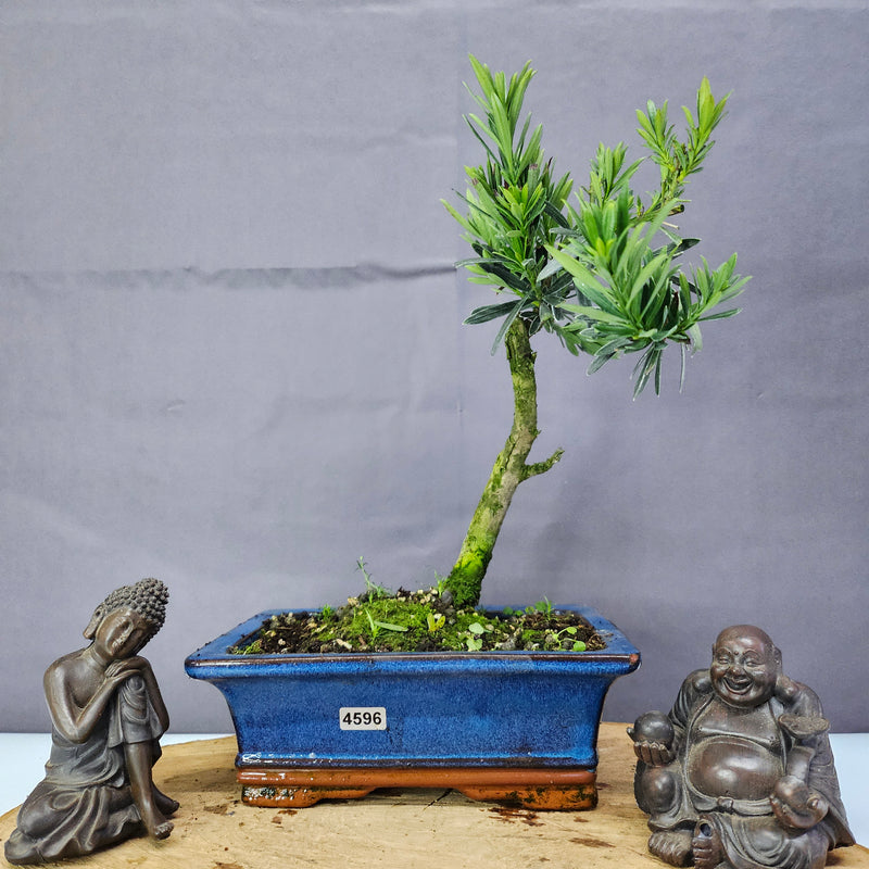 Clearance: Buddhist Pine (Podocarpus Micro) Bonsai Tree | Shaped | In 20cm Pot