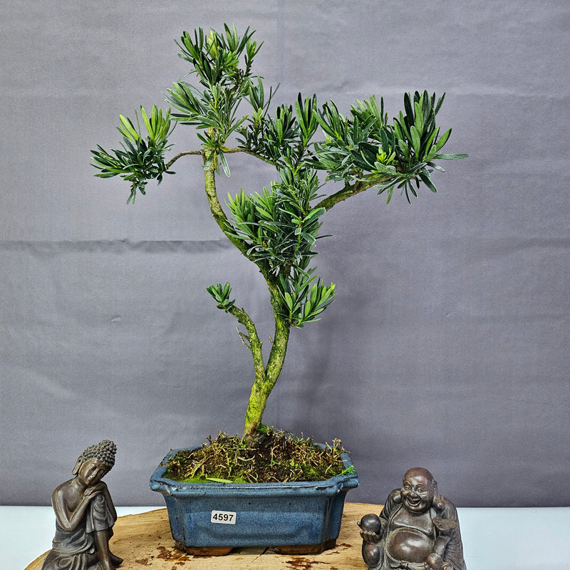 Clearance: Buddhist Pine (Podocarpus Micro) Bonsai Tree | Shaped | In 20cm Pot