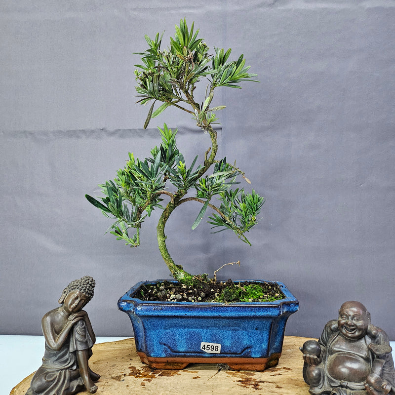 Clearance: Buddhist Pine (Podocarpus Micro) Bonsai Tree | Shaped | In 20cm Pot