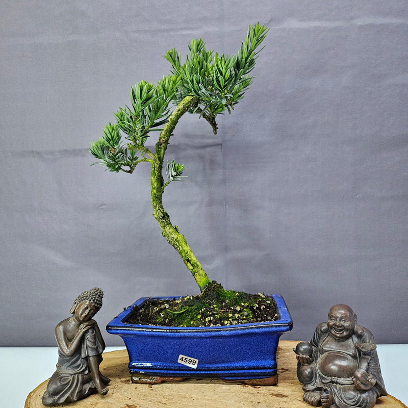 Clearance: Buddhist Pine (Podocarpus Micro) Bonsai Tree | Shaped | In 20cm Pot