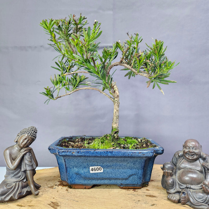 Clearance: Buddhist Pine (Podocarpus Micro) Bonsai Tree | Shaped | In 20cm Pot