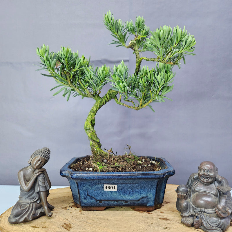 Clearance: Buddhist Pine (Podocarpus Micro) Bonsai Tree | Shaped | In 20cm Pot