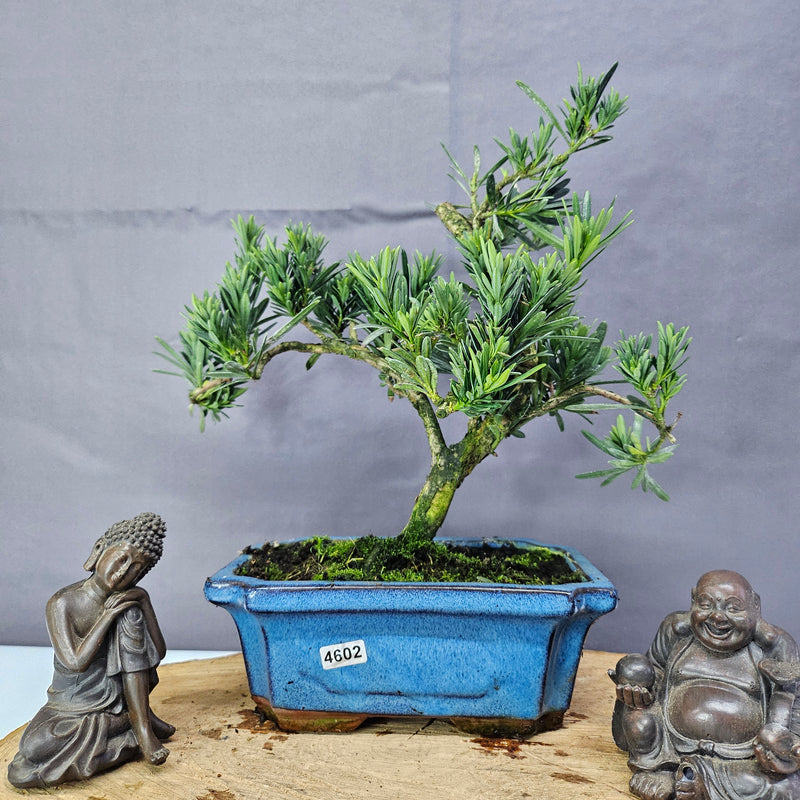 Clearance: Buddhist Pine (Podocarpus Micro) Bonsai Tree | Shaped | In 20cm Pot