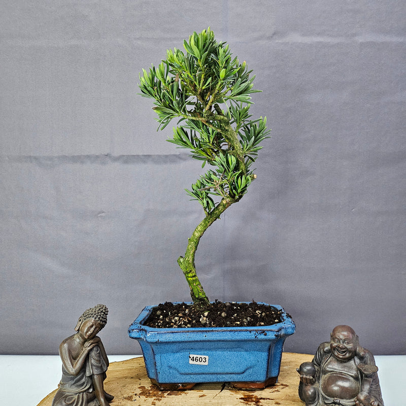 Clearance: Buddhist Pine (Podocarpus Micro) Bonsai Tree | Shaped | In 20cm Pot