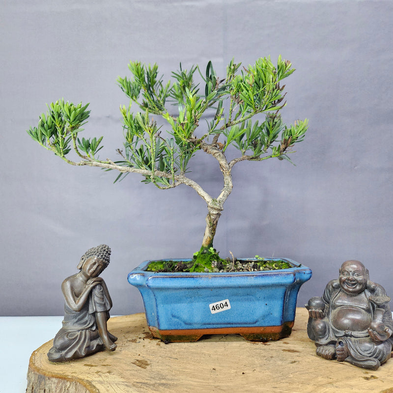 Clearance: Buddhist Pine (Podocarpus Micro) Bonsai Tree | Shaped | In 20cm Pot