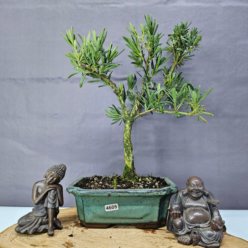 Clearance: Buddhist Pine (Podocarpus Micro) Bonsai Tree | Shaped | In 20cm Pot