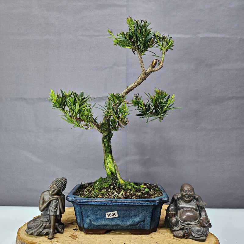 Clearance: Buddhist Pine (Podocarpus Micro) Bonsai Tree | Shaped | In 20cm Pot