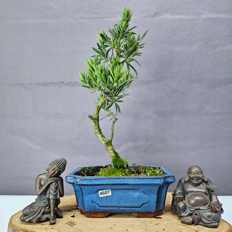 Clearance: Buddhist Pine (Podocarpus Micro) Bonsai Tree | Shaped | In 20cm Pot