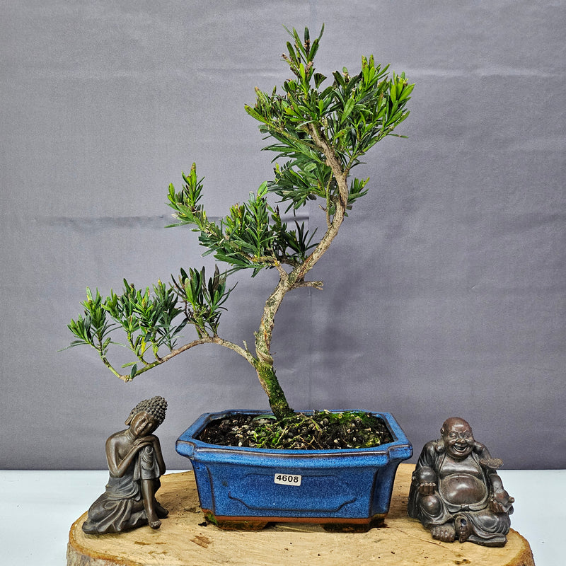 Clearance: Buddhist Pine (Podocarpus Micro) Bonsai Tree | Shaped | In 20cm Pot