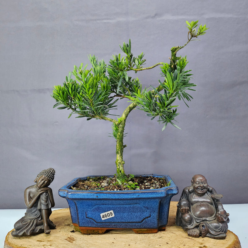 Clearance: Buddhist Pine (Podocarpus Micro) Bonsai Tree | Shaped | In 20cm Pot