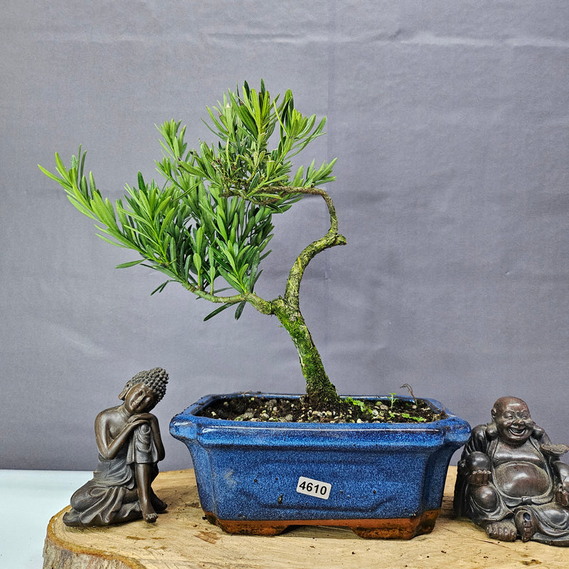 Clearance: Buddhist Pine (Podocarpus Micro) Bonsai Tree | Shaped | In 20cm Pot