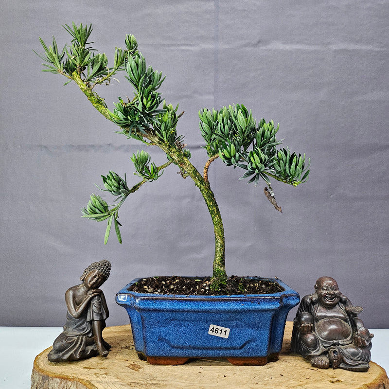 Clearance: Buddhist Pine (Podocarpus Micro) Bonsai Tree | Shaped | In 20cm Pot