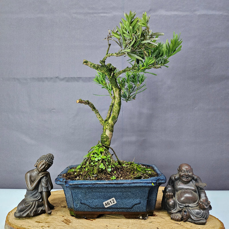 Clearance: Buddhist Pine (Podocarpus Micro) Bonsai Tree | Shaped | In 20cm Pot