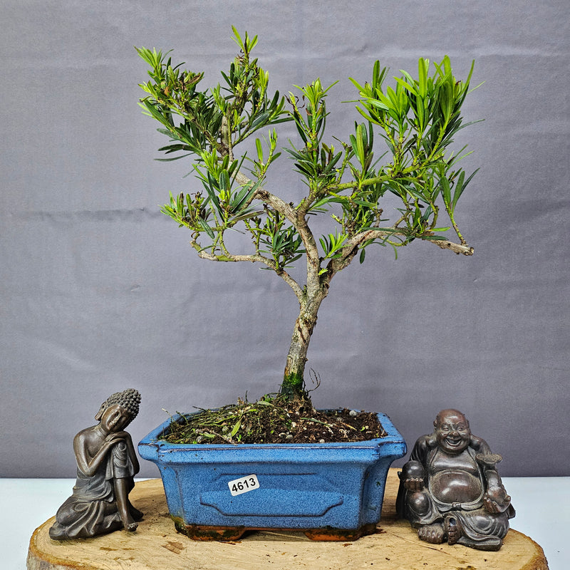 Clearance: Buddhist Pine (Podocarpus Micro) Bonsai Tree | Shaped | In 20cm Pot